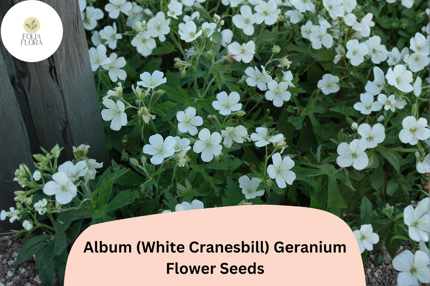 25+ Album White Cranesbill Geranium Seeds | Hardy White Perennial | Geranium sanguineum Seeds for Garden Borders