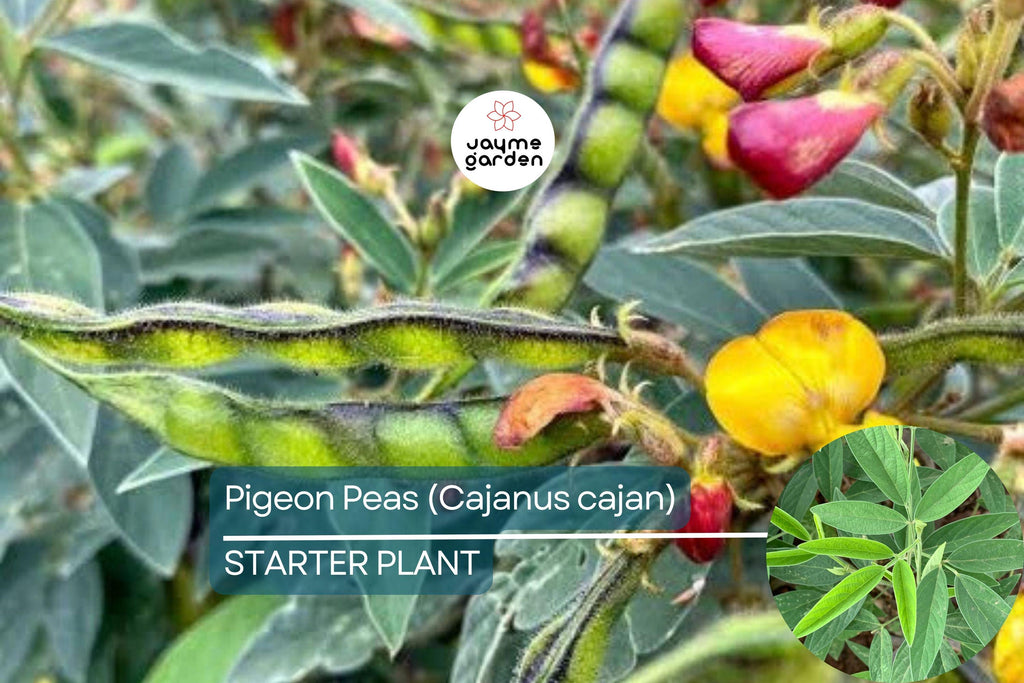 Pigeon Pea Starter Plant - Cajanus cajan 12”-24” | Tropical, Nutritious Legume for Garden