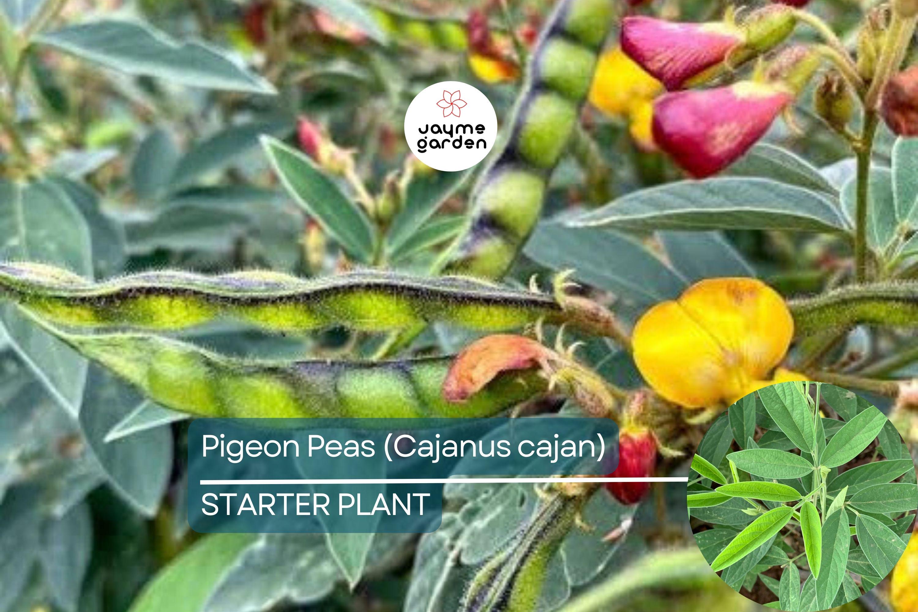 Pigeon Pea Starter Plant - Cajanus cajan 12”-24” | Tropical, Nutritious Legume for Garden