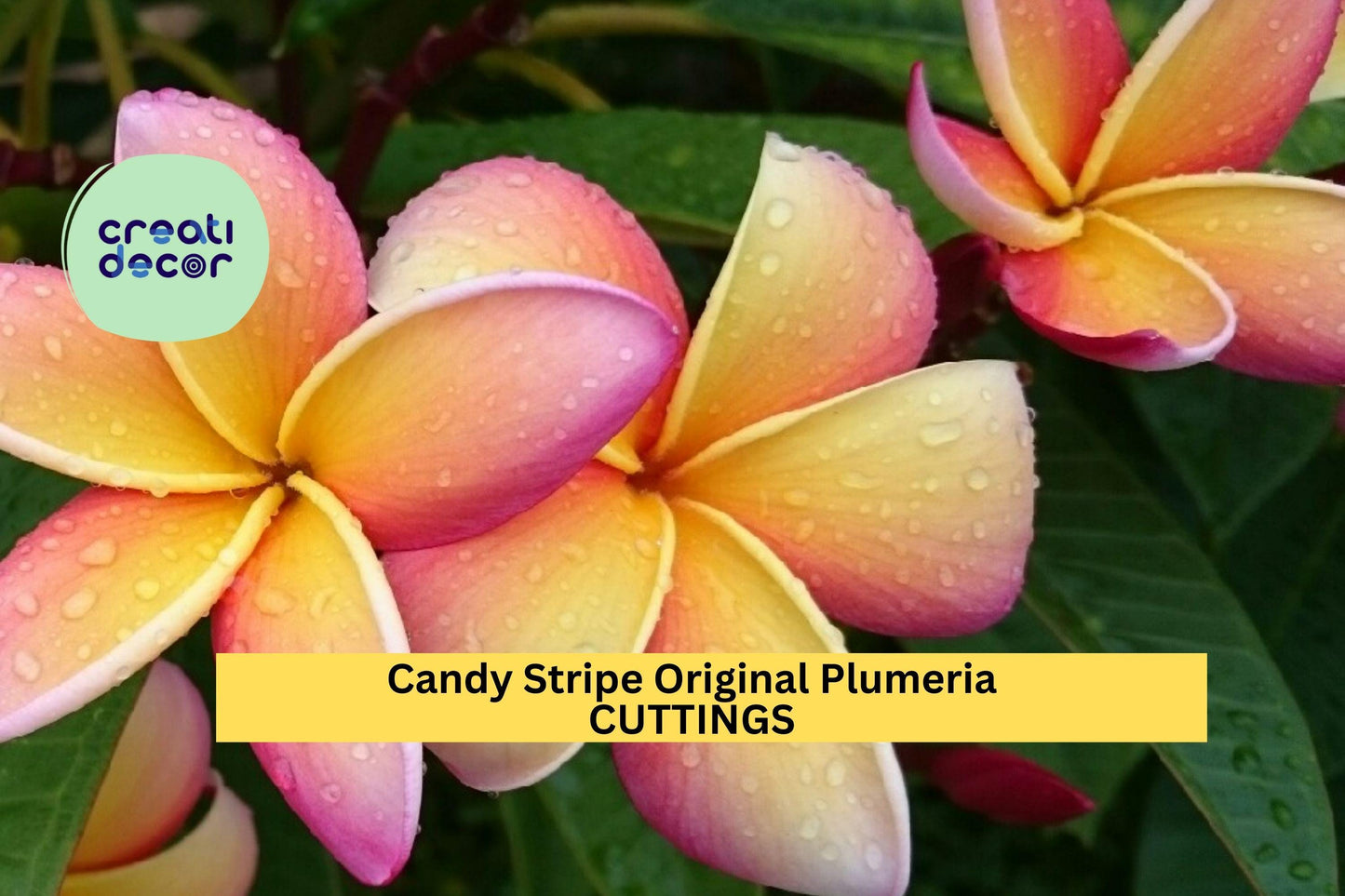 Candy Stripe Plumeria Cutting Double Head | 10" Unrooted Starter | Vibrant Tropical Frangipani Flower Tree | USA Seller
