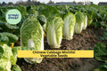 3pcs x 500mg Michihli Chinese Cabbage Seeds – Upright Heading Brassica for Raised Beds, Garden Rows, or Containers Seeds for Planting