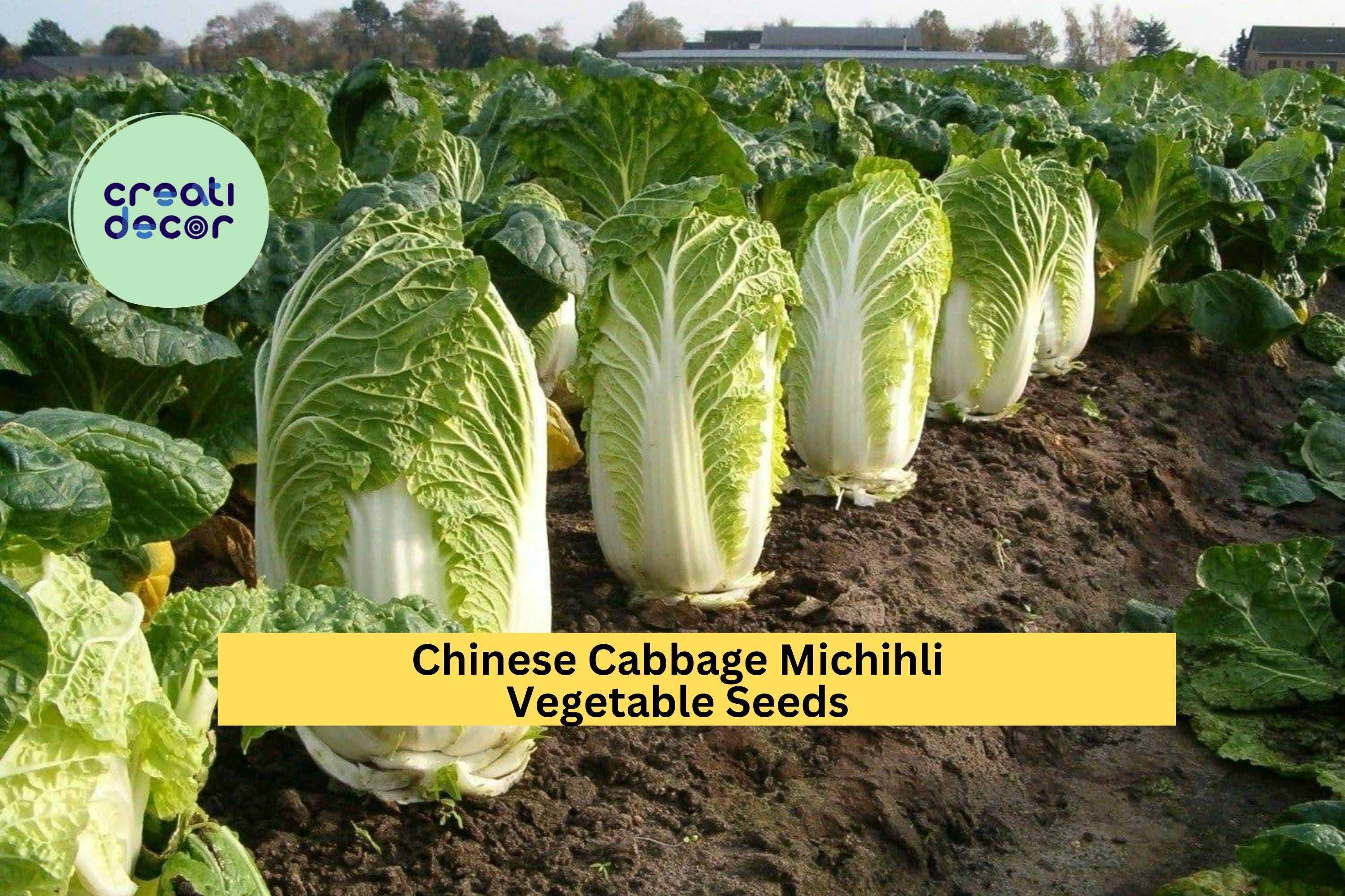 3pcs x 500mg Michihli Chinese Cabbage Seeds – Upright Heading Brassica for Raised Beds, Garden Rows, or Containers Seeds for Planting