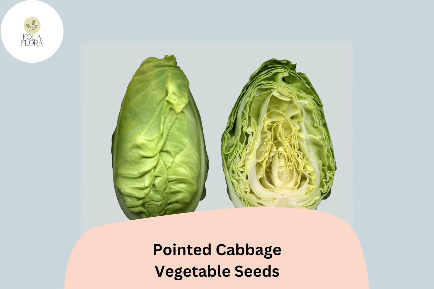 500+ Pointed Cabbage Seeds | Brassica oleracea | Heirloom Cone-Shaped Sweet Tender Cabbage for Garden Planting