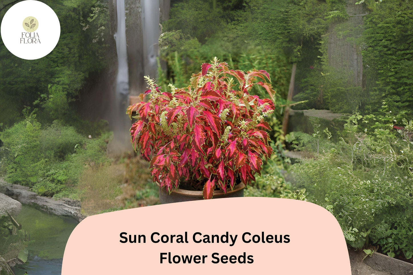25+ Sun Coral Candy Coleus Seeds for Planting | Premium Shade Plant | Pink Green Foliage Annual | Garden Bedding Seeds