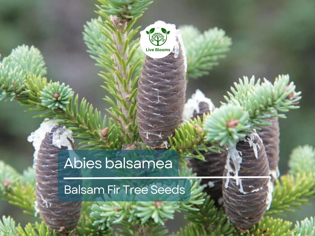 30 Abies balsamea Seeds - Balsam Fir from Lake States | Cold-Hardy Evergreen Seeds Ideal for Planting, Landscaping, Reforestation & Gardens