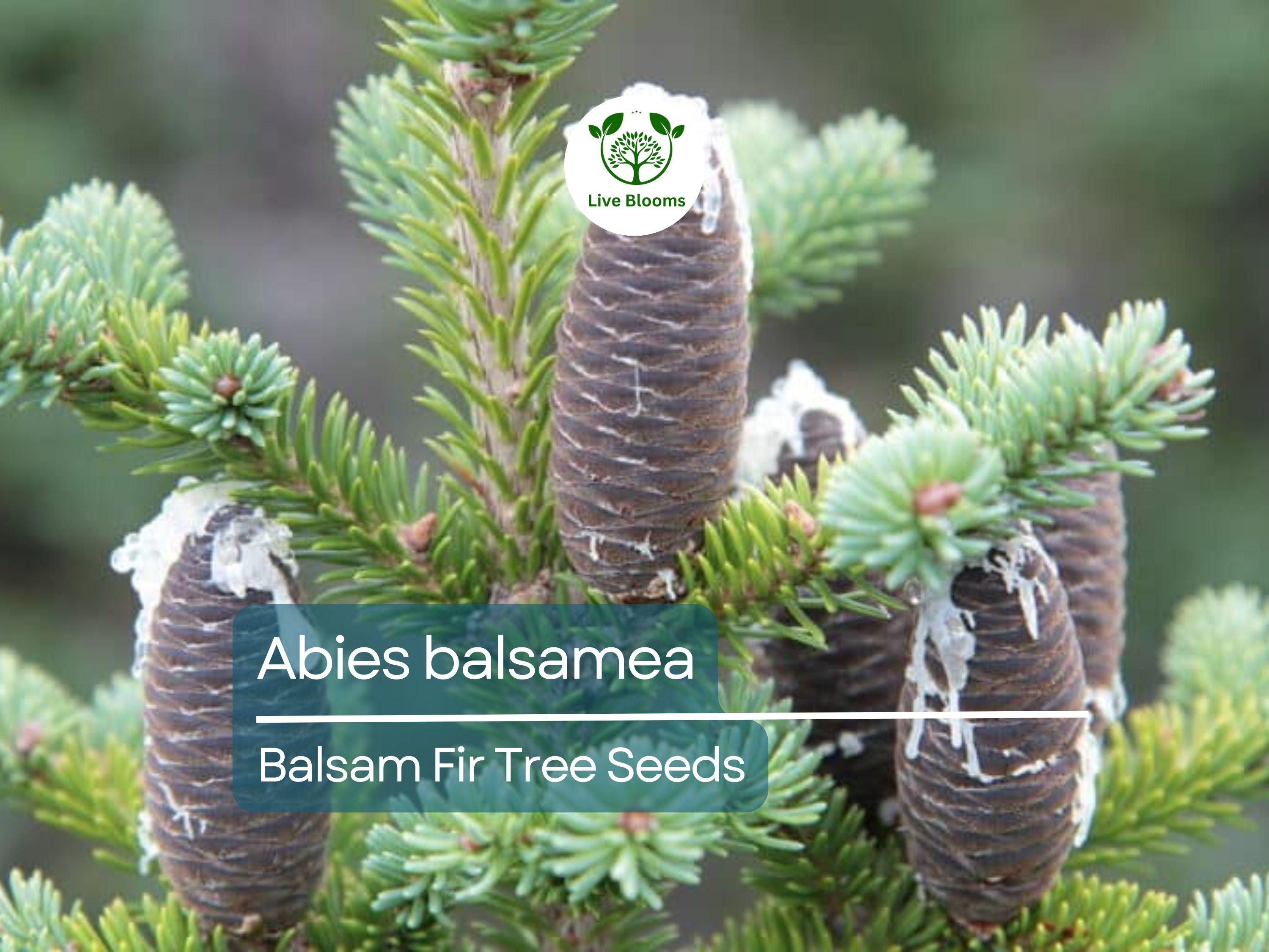 30 Abies balsamea Seeds - Balsam Fir from Lake States | Cold-Hardy Evergreen Seeds Ideal for Planting, Landscaping, Reforestation & Gardens