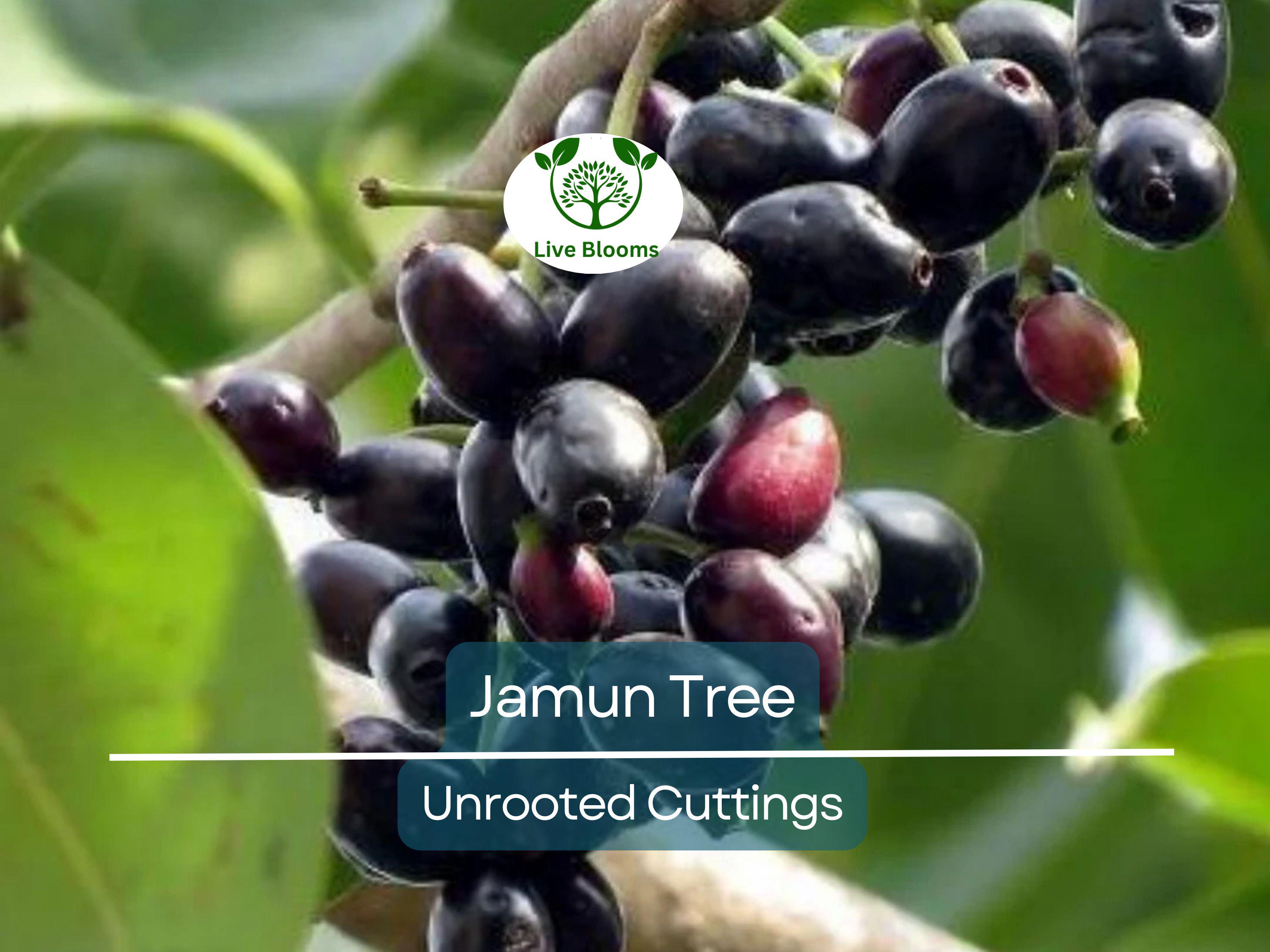 3 Jamun Jambul Fruit Tree Cuttings - Syzygium Cumini, Indian Wax Apple, Java Plum for Grafting - Unrooted 7-inch Cuttings