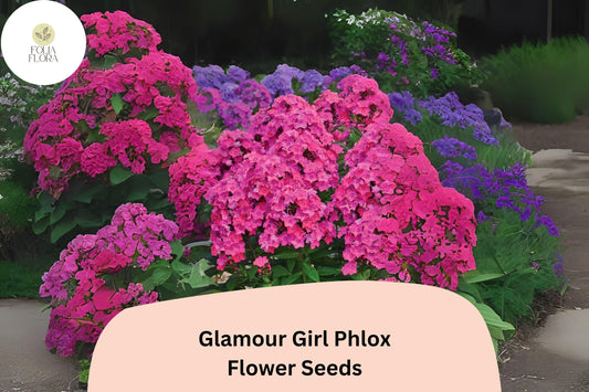 100+ Glamour Girl Phlox Seeds – Tall Perennial Garden Flower Seeds, Phlox paniculata