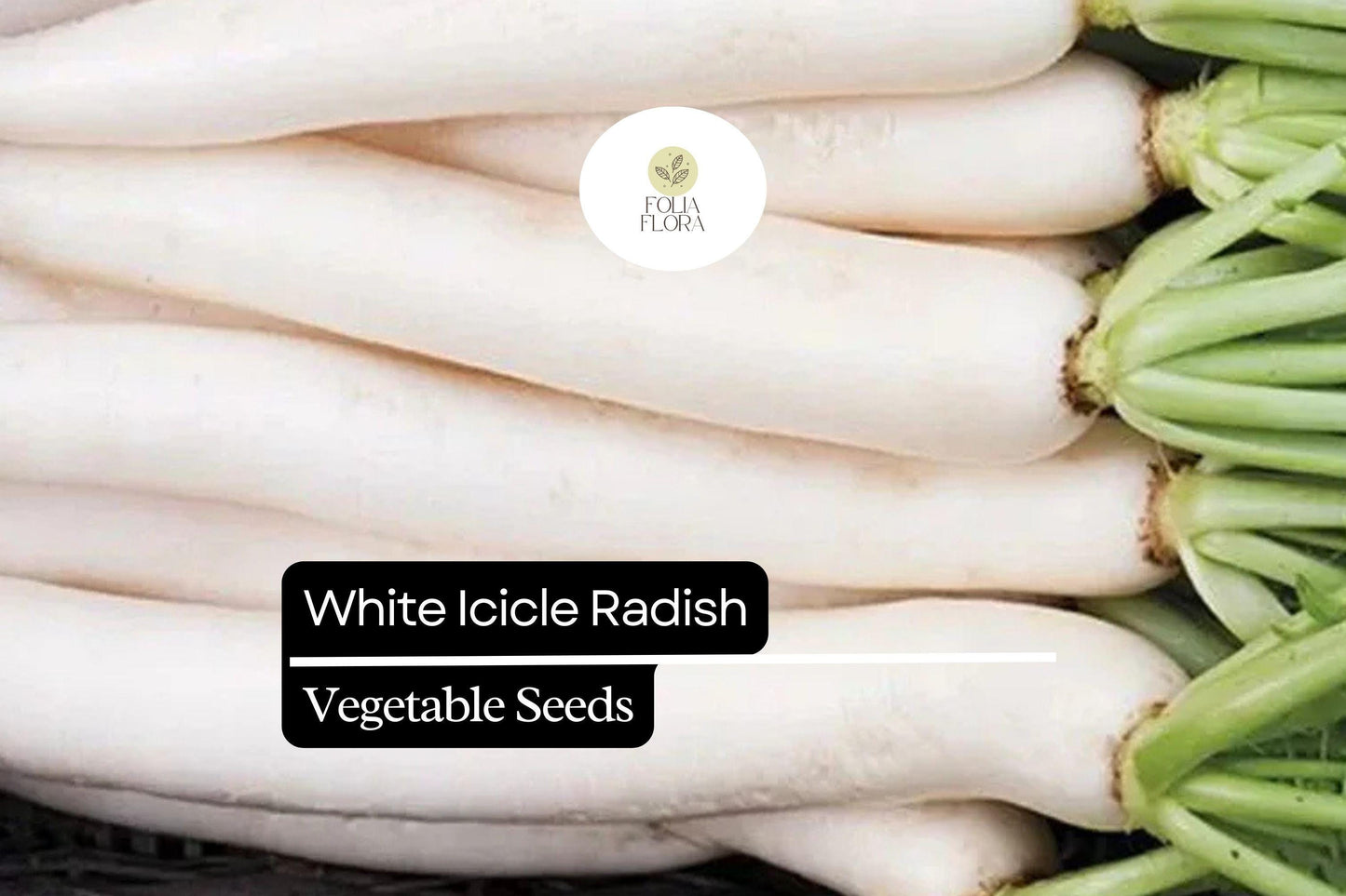 200 Seeds White Icicle Radish (Raphanus sativus) – Crisp, Mild, and Fast-Growing Radish Variety