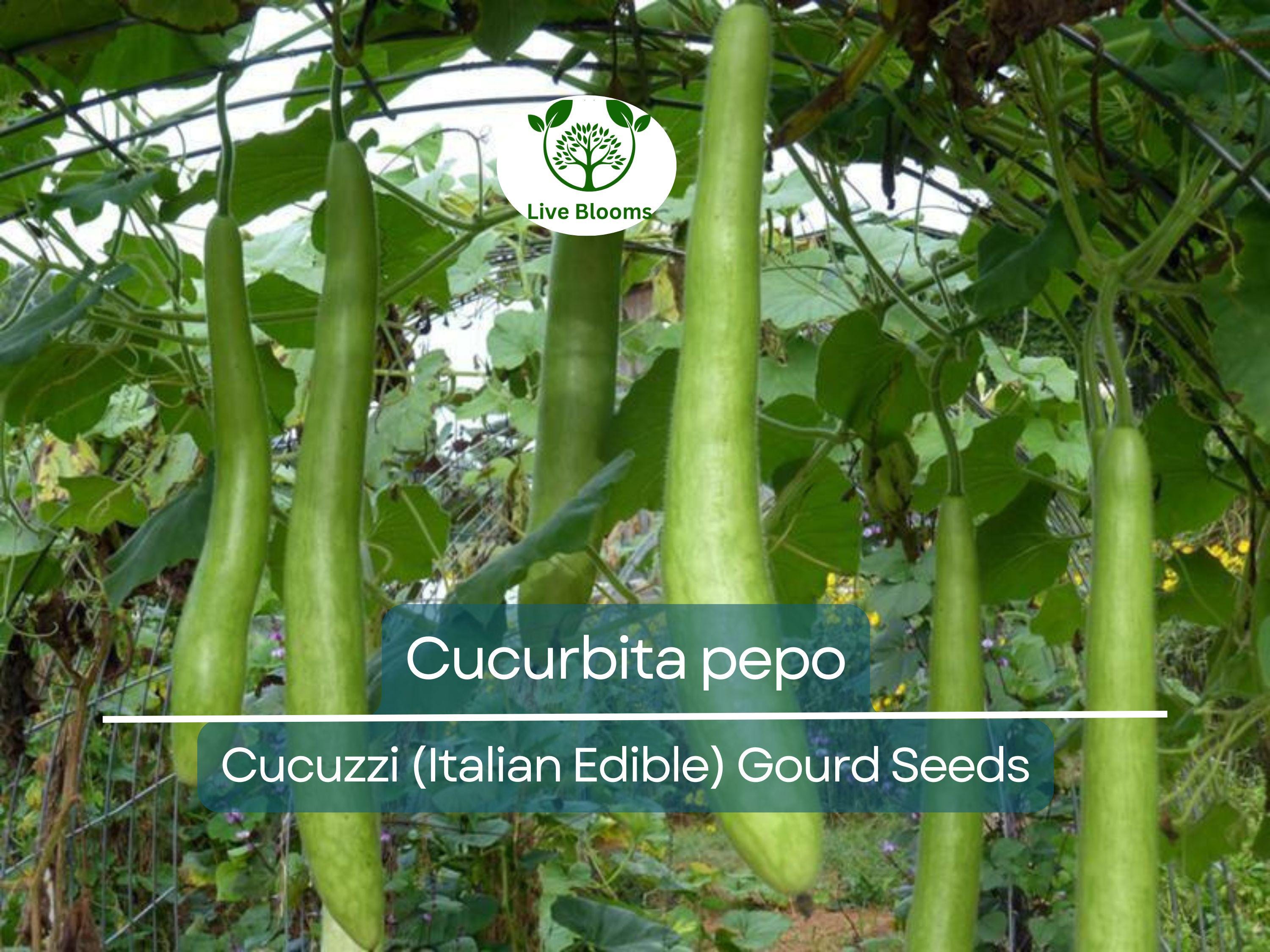 10 Seeds Cucuzzi Italian Edible Gourd (Cucurbita pepo) – Long, Tender, Non-GMO, Perfect for Cooking, Easy to Grow, Organic Garden Planting