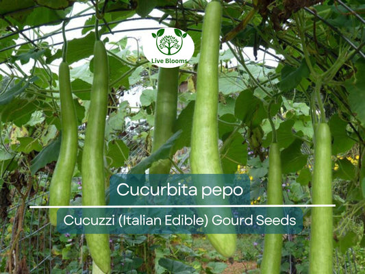 10 Seeds Cucuzzi Italian Edible Gourd (Cucurbita pepo) – Long, Tender, Non-GMO, Perfect for Cooking, Easy to Grow, Organic Garden Planting