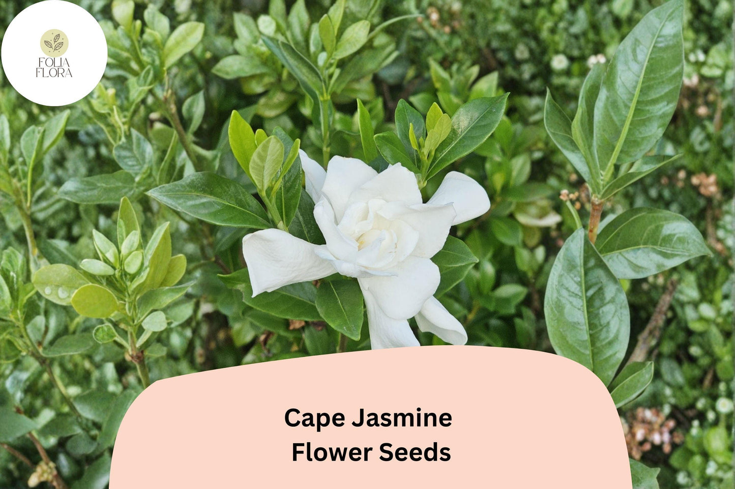 Cape Jasmine Seeds 20 | Gardenia jasminoides Fragrant White Evergreen Flowering Shrub