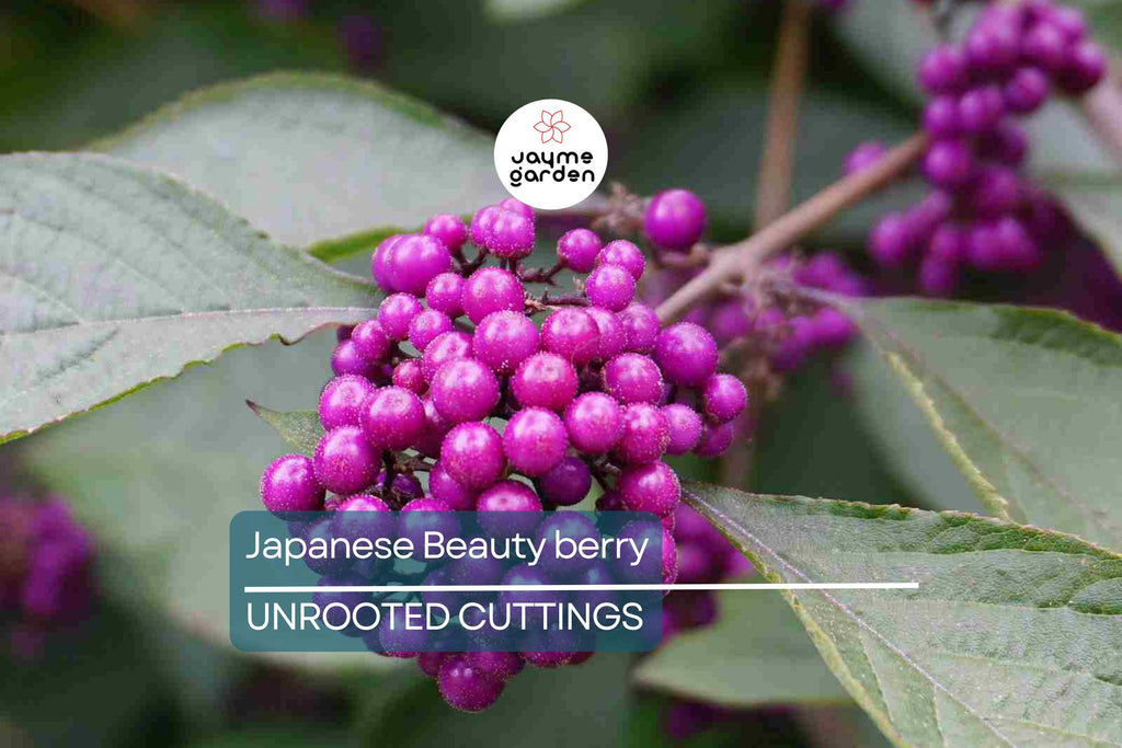 10 Organic Japanese Beautyberry Cuttings | 5-7” Edible Unrooted Plant | Vibrant Purple Berries |