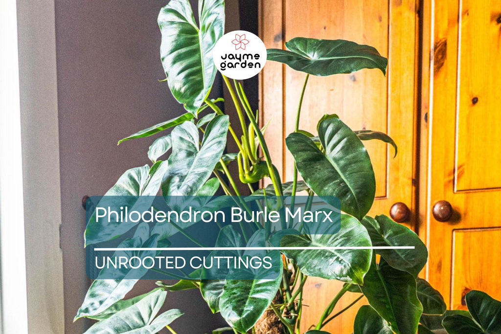 1 Philodendron Burle Marx 5-7" Unrooted Cutting - Tropical Houseplant with Unique Green Foliage for Indoor Decor & Propagation