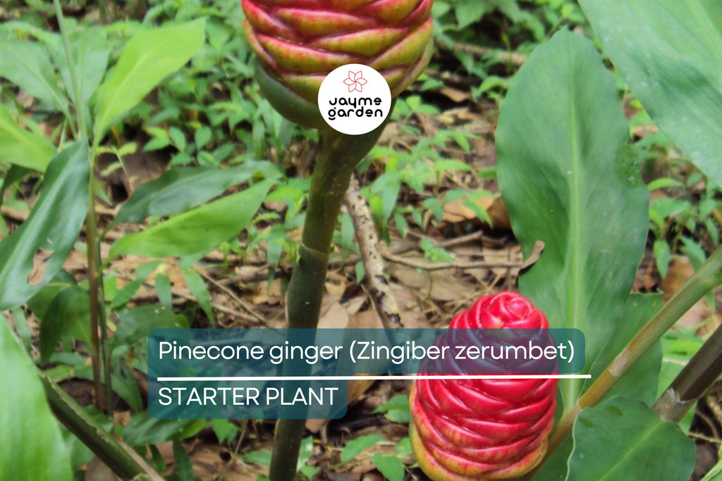 Pinecone Ginger Plant (Zingiber zerumbet) Tropical Ornamental Live Starter | Vibrant Cone-Shaped Flowers & Glossy Foliage