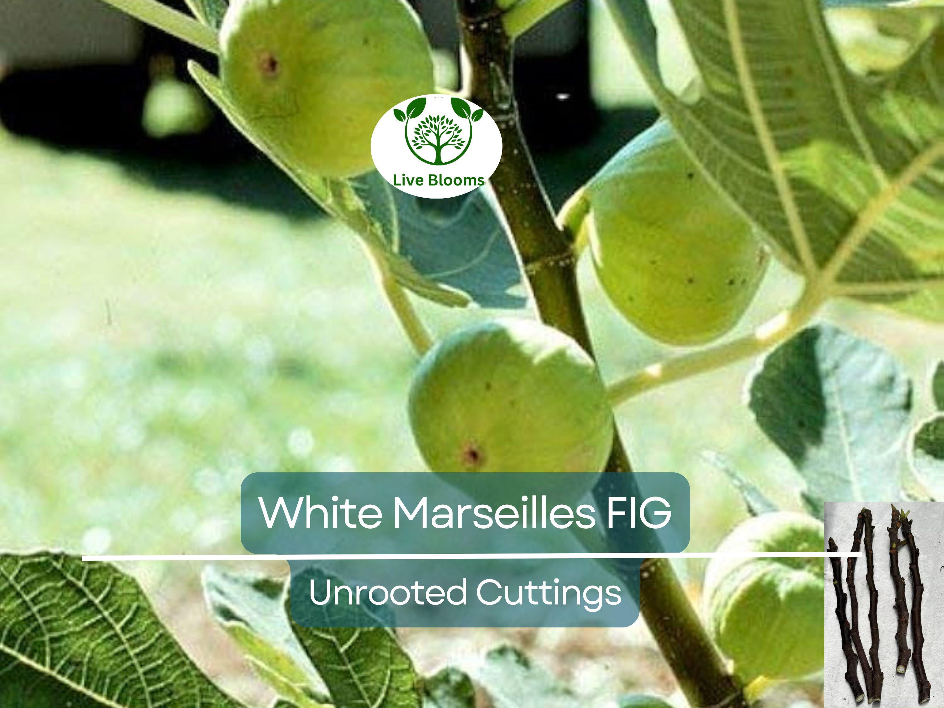 6 White Marseille Fig Unrooted Cuttings - Ficus carica, Sweet White Fig, Edible Fruit Plant, Fresh Cutting for Propagation, Gardening