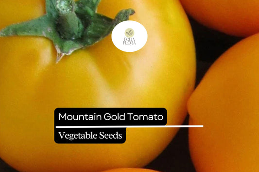 10 Seeds Mountain Gold Tomato (Solanum lycopersicum) – Vibrant Yellow Slicing Variety