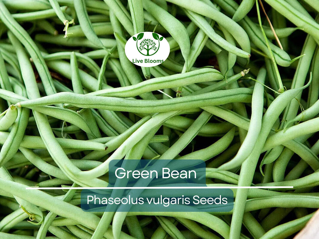 100 Green Bean Seeds - Bulk Jade Bush Beans for Planting (Phaseolus vulgaris) - High Yield, Easy to Grow Vegetable Seeds for Home Garden