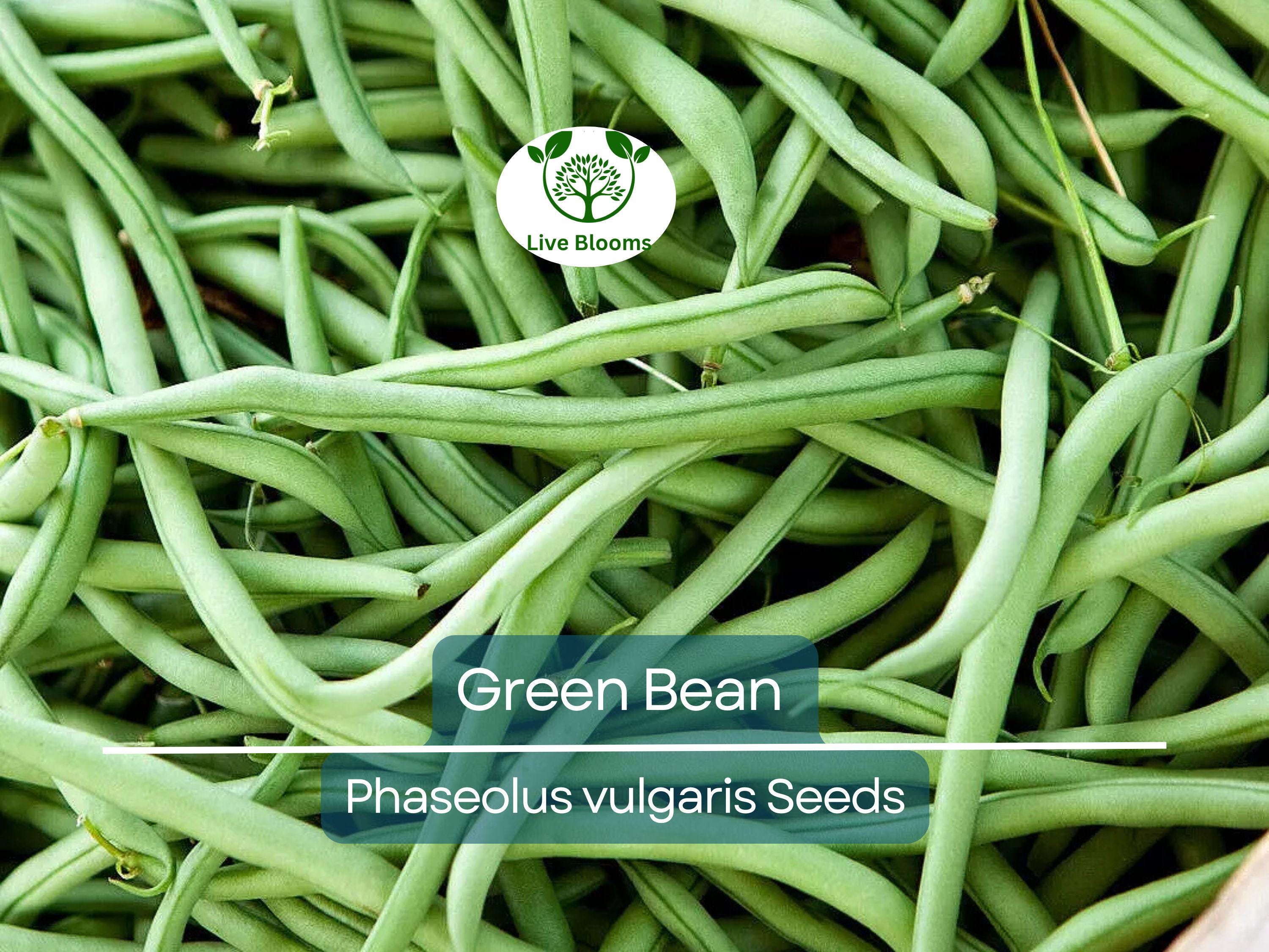 100 Green Bean Seeds - Bulk Jade Bush Beans for Planting (Phaseolus vulgaris) - High Yield, Easy to Grow Vegetable Seeds for Home Garden