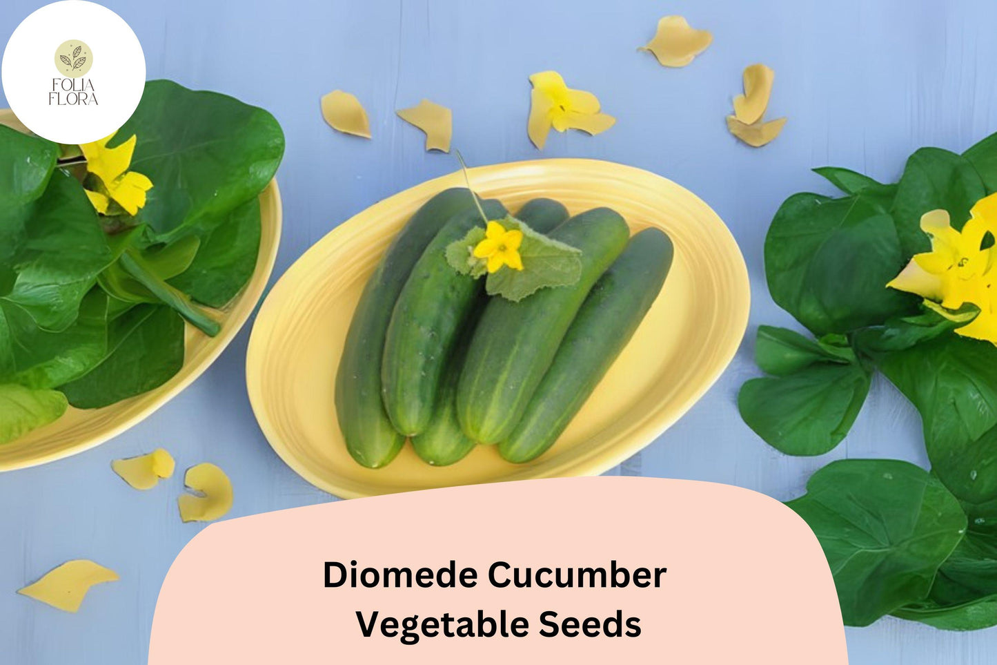 25+ Diomede Cucumber Seeds for Planting | Crisp Hybrid Slicer | High Yield Garden Vegetable Seeds | Easy to Grow
