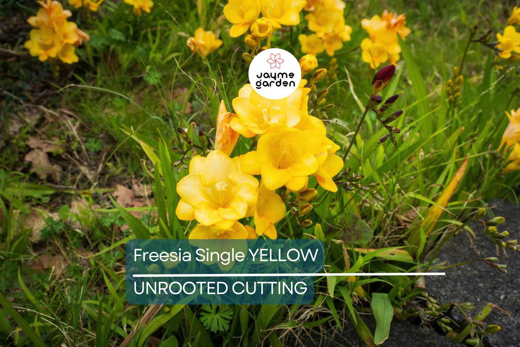 Single Yellow Freesia Bulbs - Fragrant 12-16" Tall Flowers, Deer Resistant, USDA Zones 9-10, Perfect for Gardens & Bouquets