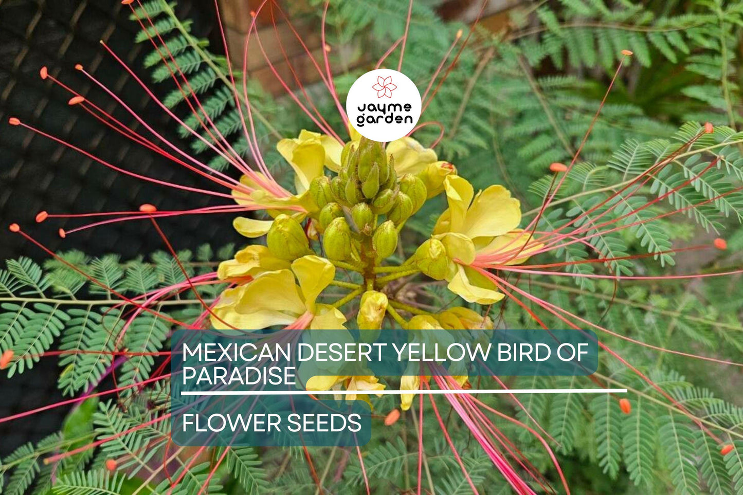 5 Mexican Desert Yellow Bird of Paradise Seeds (Caesalpinia gilliesii) – Vibrant Yellow & Red Blooms, USDA Zones 8-11, Drought-Tolerant