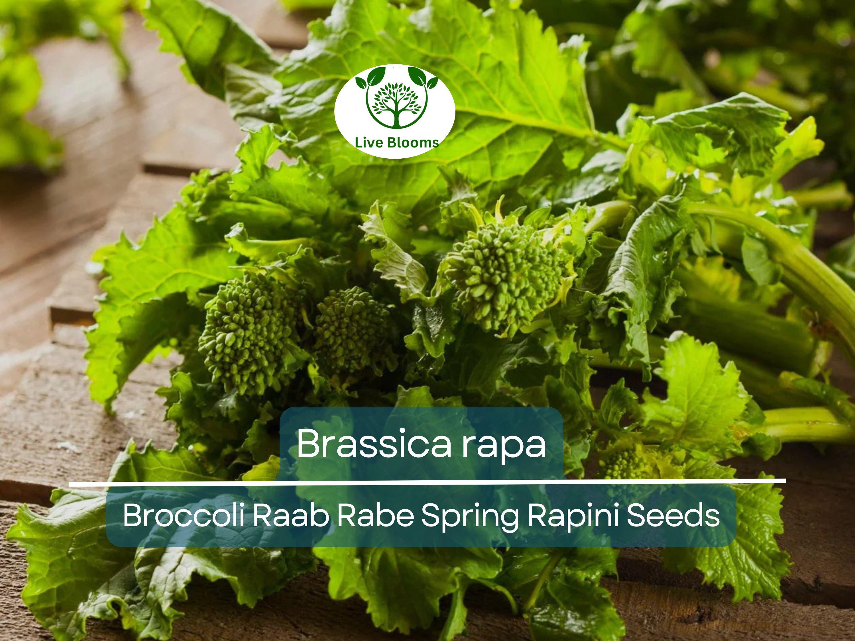 150 Seeds Broccoli Raab Rabe - Brassica rapa | Heirloom Spring Rapini for Planting, Gardening & Culinary Use