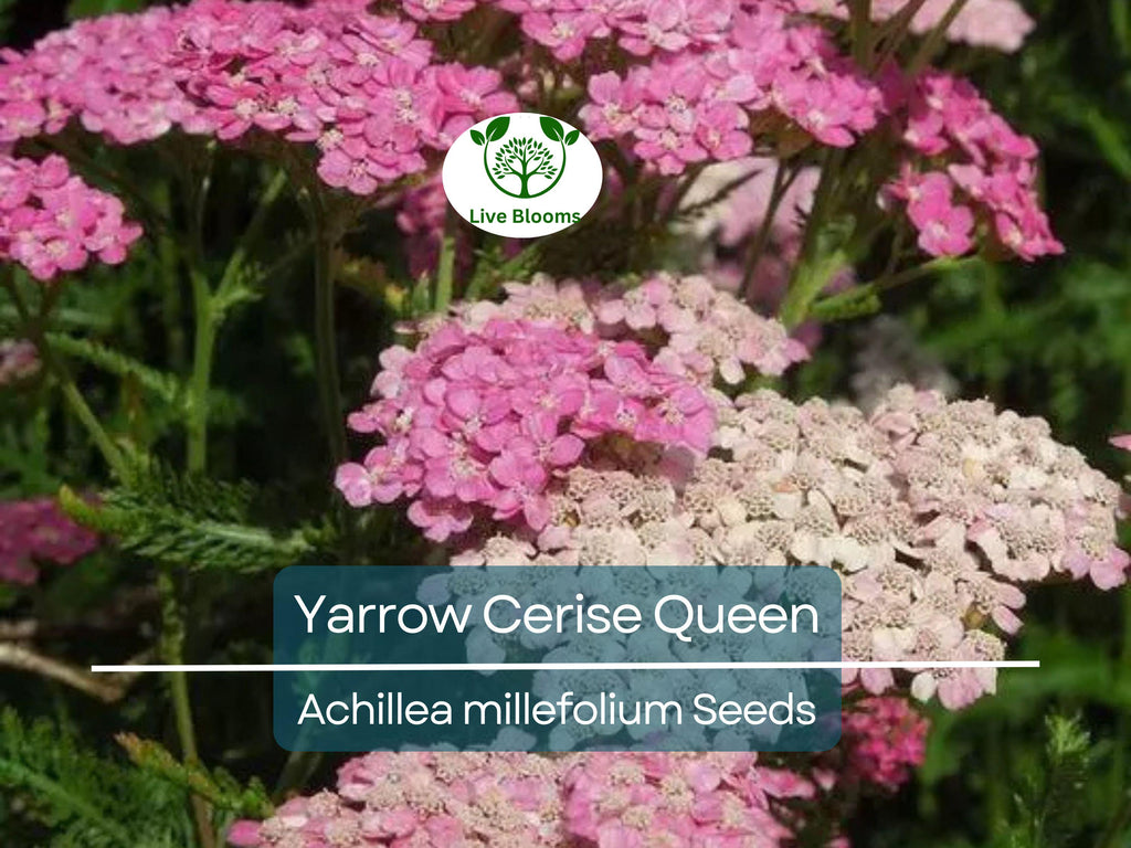 500 Seeds Yarrow Cerise Queen, Perennial 36" Cut Flowers, Pollinator Friendly, Non-GMO, Achillea millefolium, Vibrant Pink Blooms