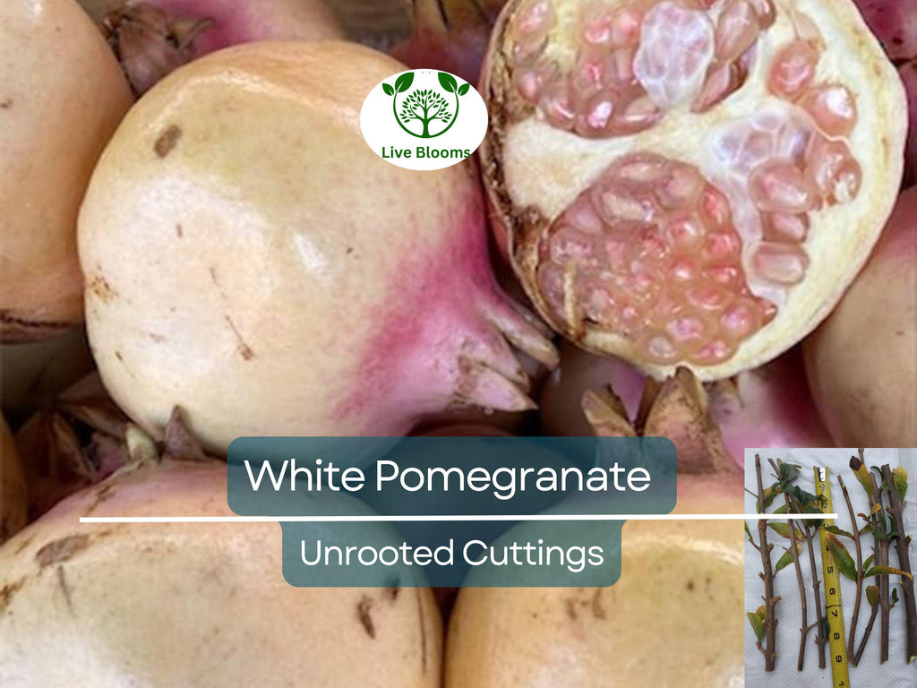 10 Rare Organic White Pomegranate Unrooted Cuttings 8-10" - Punica Granatum - Unique Fruit Tree for Propagation & Garden