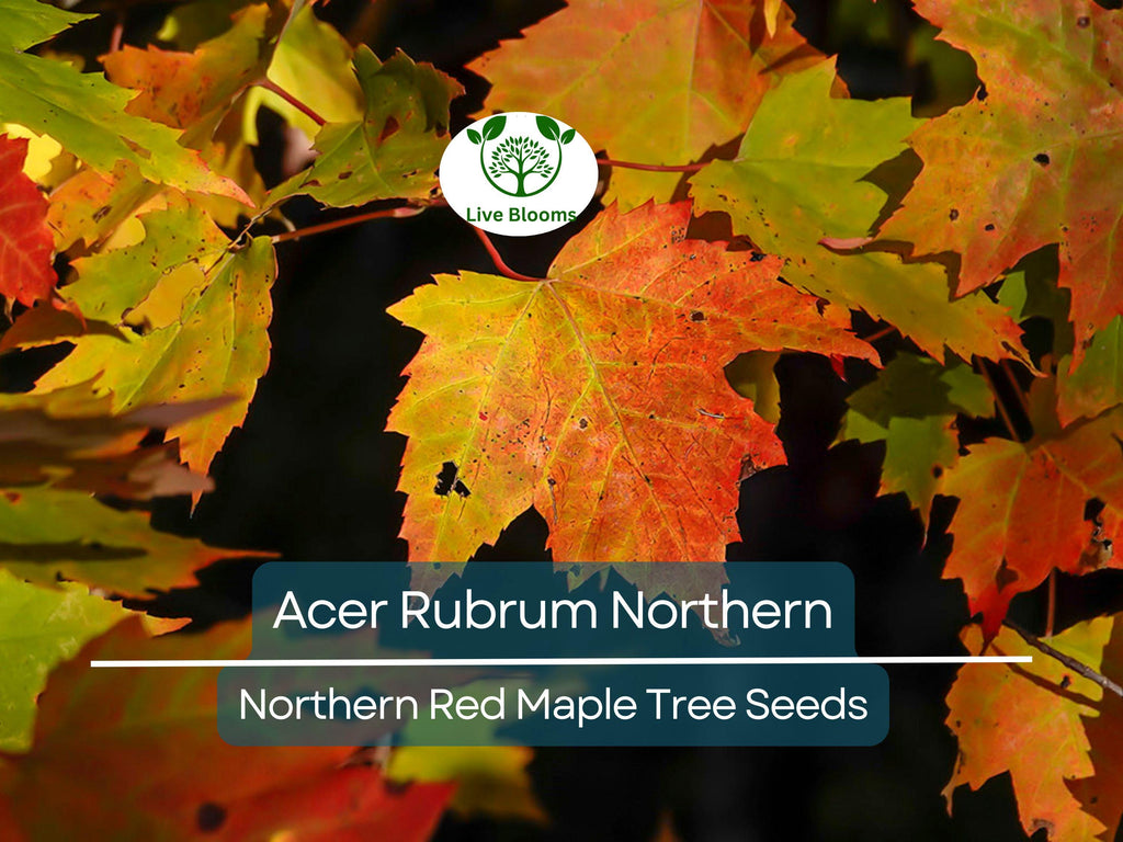 10 Seeds Acer Rubrum Northern (Northern Red Maple) for Planting - Fast-Growing, Hardy Tree for Landscaping, Shade & Garden - Red Maple Seeds
