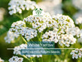 500 White Yarrow Seeds - Achillea millefolium | Perennial, Non-GMO, Pollinator Friendly, 12–36" Tall, Cut Flower Garden Favorite