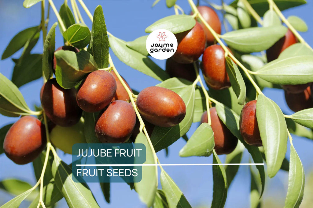 10 Jujube Fruit Tree Seeds (Ziziphus jujuba) – Red Chinese Date, Fast Hardy, 30-40ft Mature Height