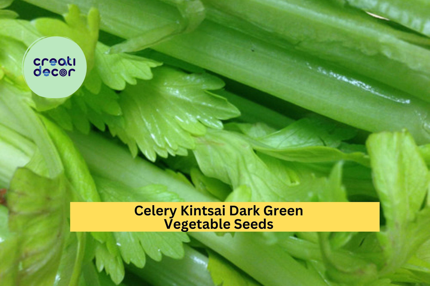 3pcs x 500mg Chinese Celery Kintsai Seeds – Dark Green Variety for Garden Beds, Raised Rows, or Container Growing Seeds for Planting
