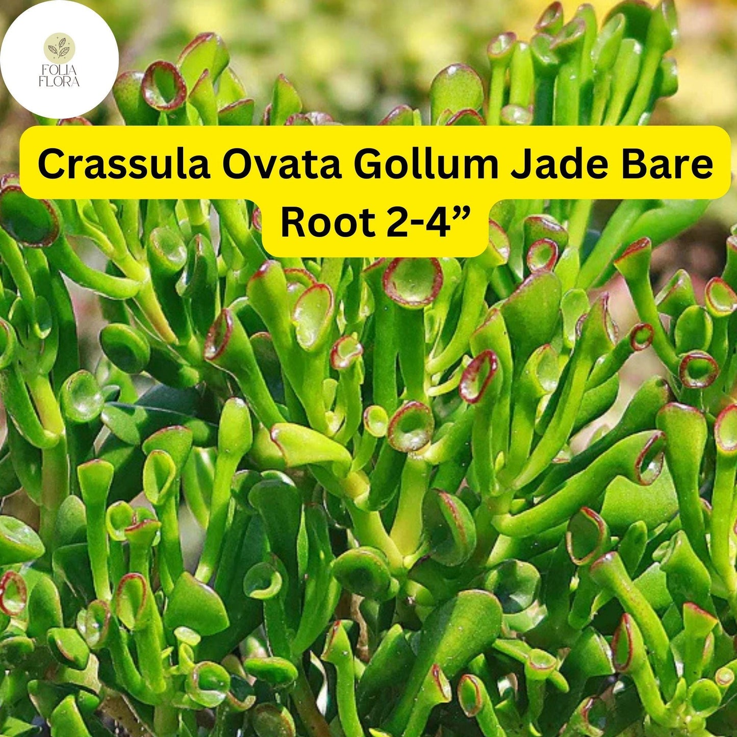 Crassula Ovata ‘Gollum Jade’ | 1 Bare Root 2-4” Plant | Money Tree, Unique Bonsai Succulent, Easy-Care Houseplant, Drought-Tolerant