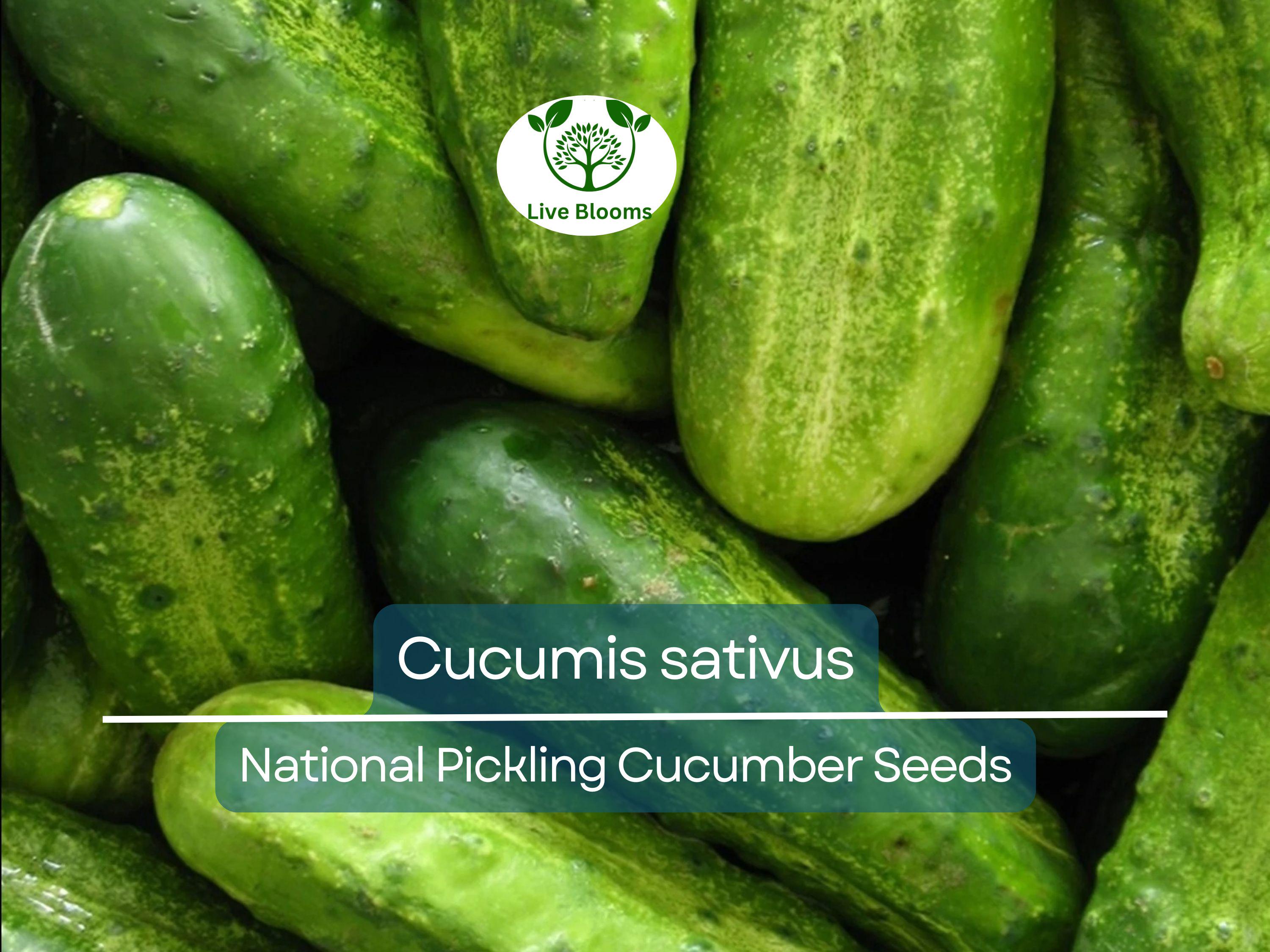 35 Seeds Cucumber National Pickling - Cucumis sativus | Heirloom Variety for Planting, Gardening & Ideal for Fresh Pickles