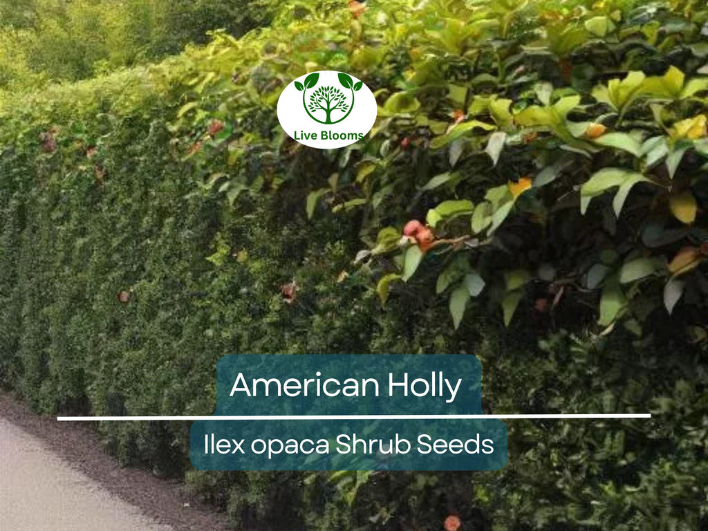 30 American Holly Bush Seeds (Ilex opaca), Hardy Shrub, Evergreen Tree, Perfect for Hedges, Privacy Screens, & Landscaping, Winter Interest