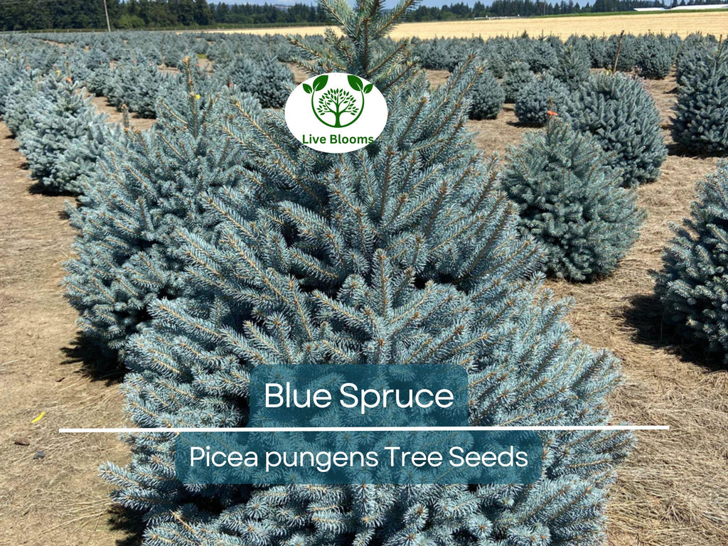 50 Blue Spruce Seeds - Picea pungens Trees, Colorado Blue Spruce, Evergreen Trees for Yard, Garden, & Landscaping, Hardy Conifer