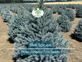 50 Blue Spruce Seeds - Picea pungens Trees, Colorado Blue Spruce, Evergreen Trees for Yard, Garden, & Landscaping, Hardy Conifer