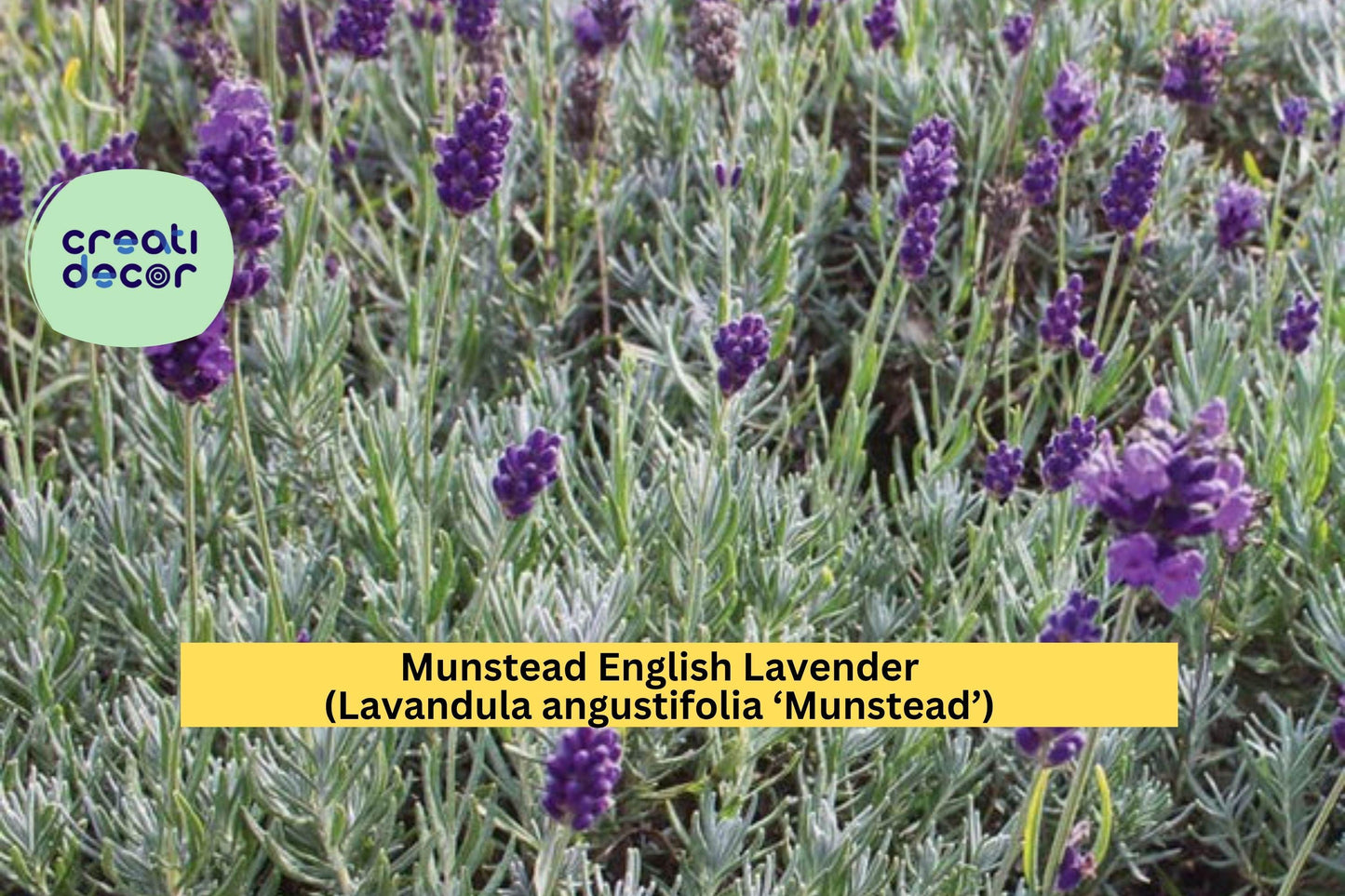 Munstead English Lavender Plant | Live Rooted Starter | Lavandula angustifolia Perennial Herb for Garden, Borders, or Culinary Use