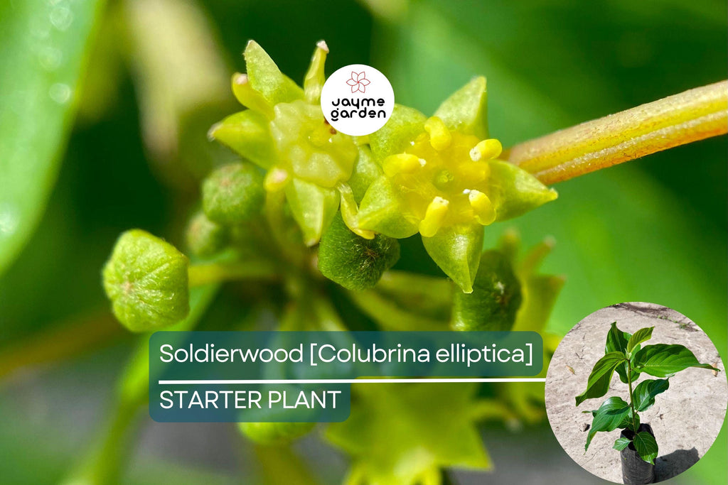 Soldierwood Tree Colubrina Elliptica Live Starter Plant 12-24″ | Wildlife-Friendly Tropical Tree | Hardy Evergreen for Coastal Gardens