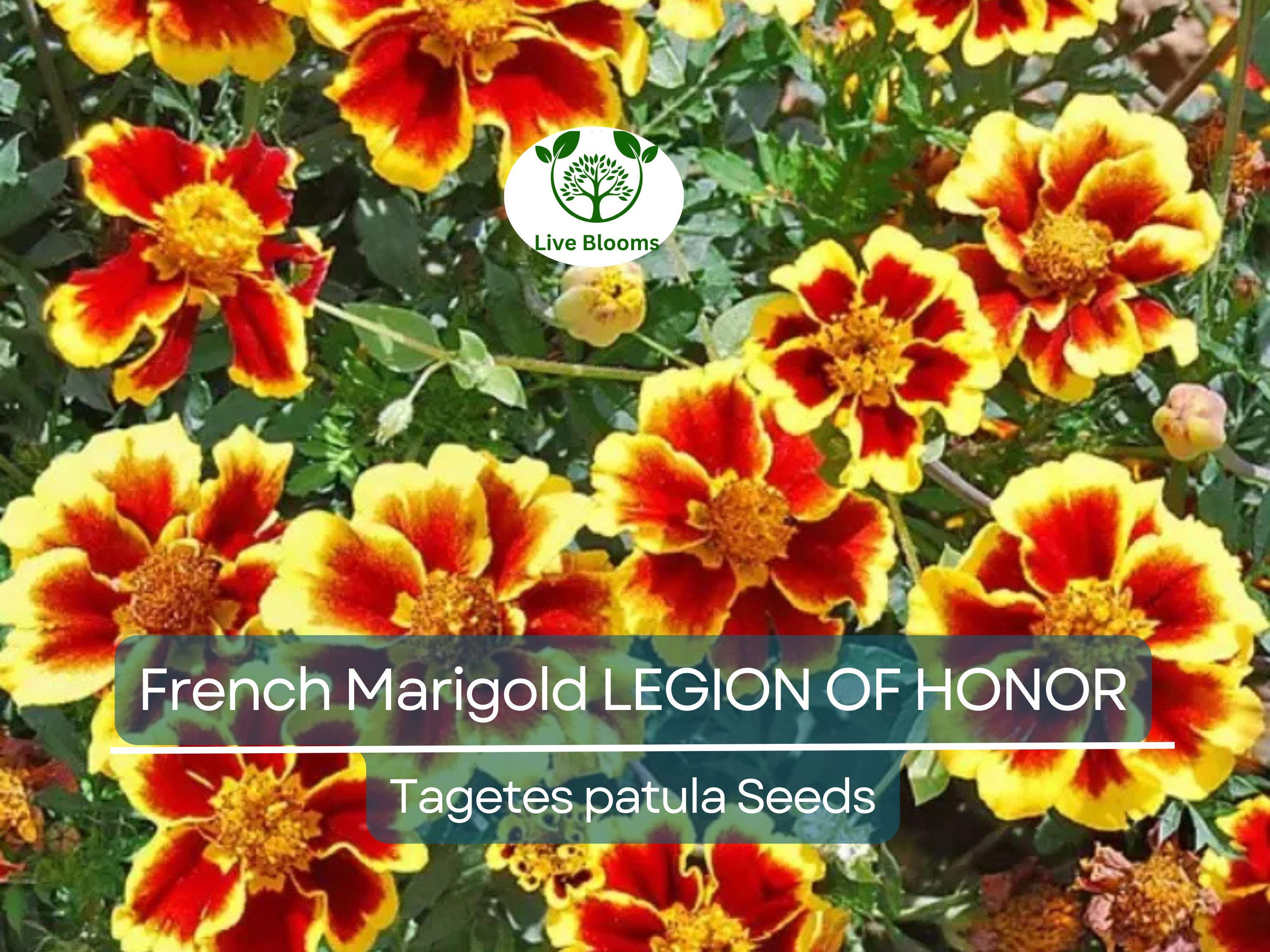 200 Seeds French Marigold LEGION Of HONOR Dwarf, Non-GMO, Beneficial Flowers, Tagetes patula, Garden Annual, Easy to Grow