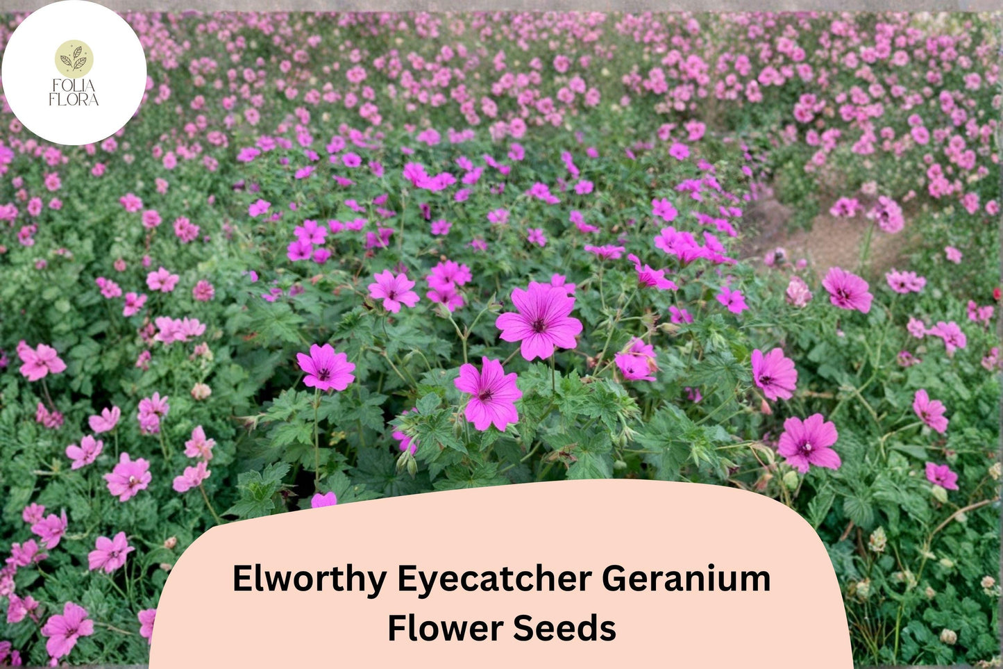 25+ Elworthy Eyecatcher Geranium Seeds | Pink-Purple Blooms | Hardy Perennial Ground Cover for Garden Borders