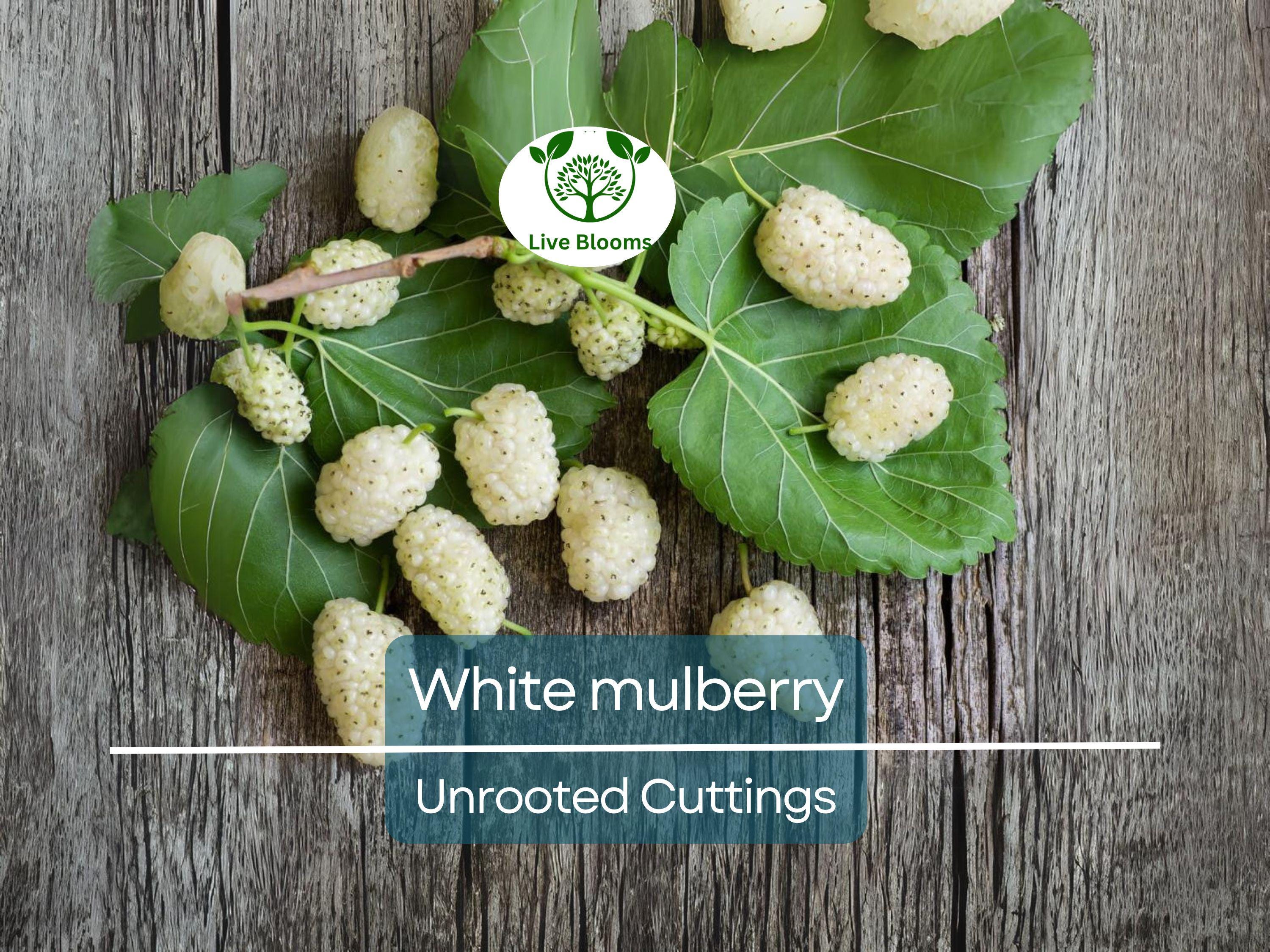 10pcs White Mulberry (Morus alba) Unrooted Cuttings 6-8", Edible Fruit Tree Cuttings, Grow Your Own Mulberry, Perfect for Gardens & Orchards