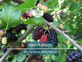 1 Red Mulberry Tree – Morus Rubra Live Bare Root Fruit Tree 12–24 Inches Tall – Native Shade Tree with Sweet Berries