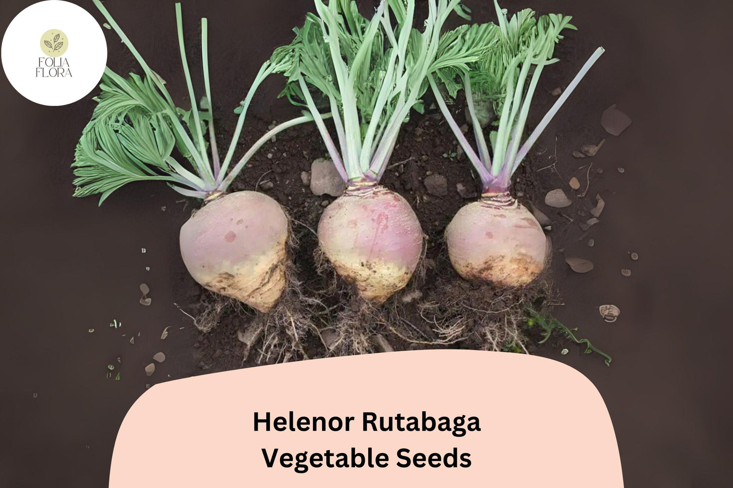 500+ Helenor Rutabaga Seeds – Heirloom Brassica Root Vegetable Seeds for Garden Planting