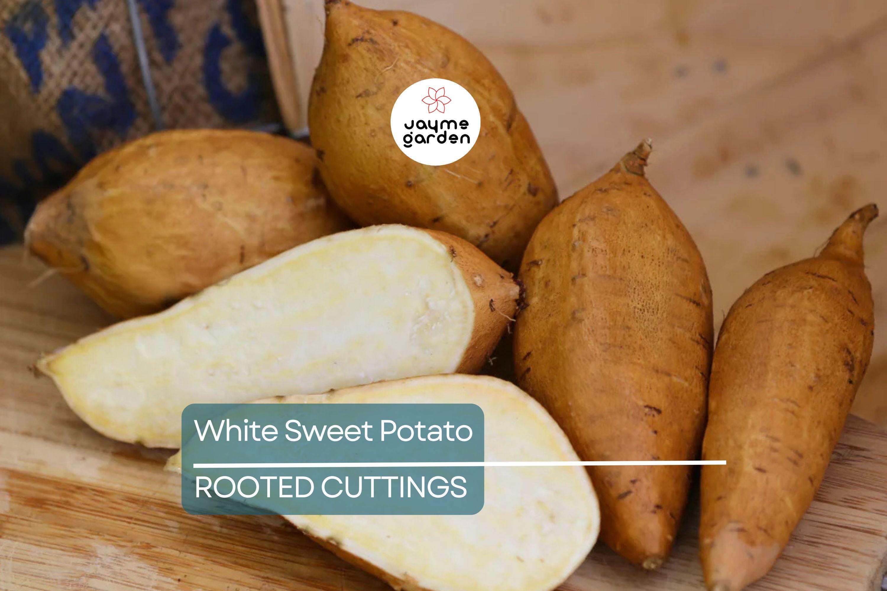 3 Rooted White Sweet Potato Plants With Pot | Live Cutting Vine Ready to Plant | Fresh Sweet Potato Plants