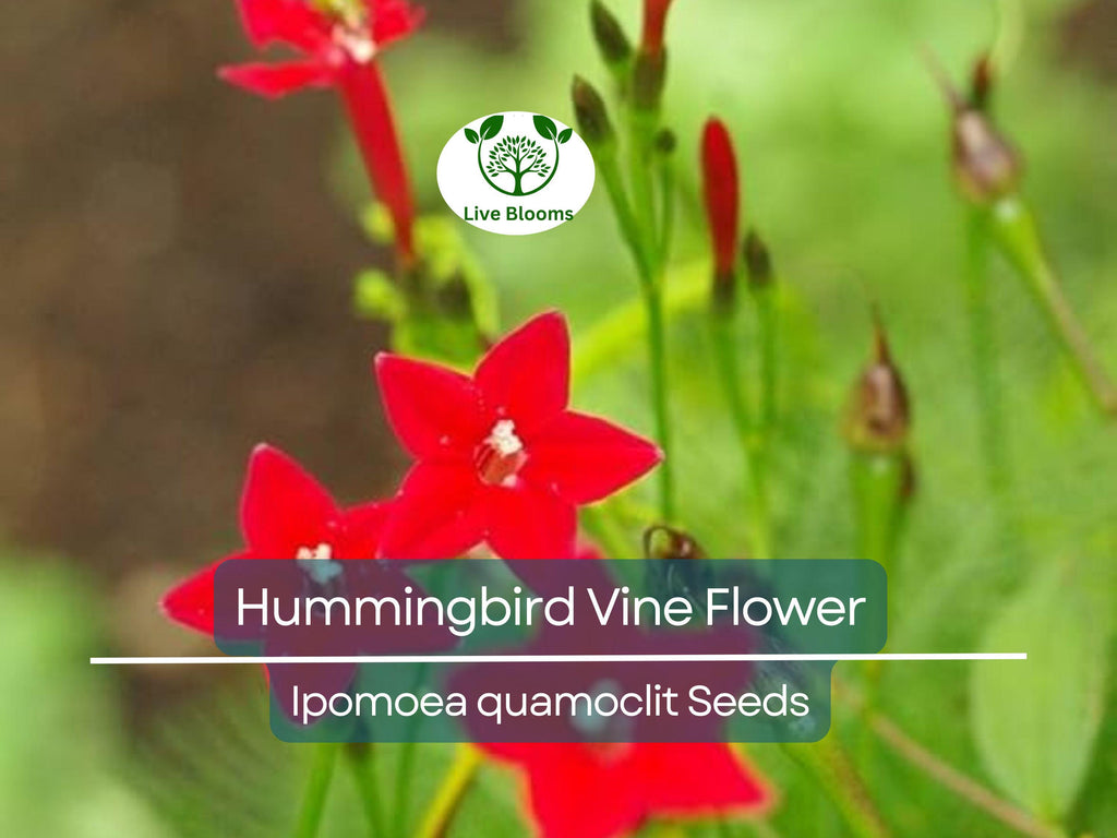 20 Hummingbird Vine Flower Seeds - Mixed Colors (Ipo. quamoclit) Cardinal Climber - Fast-Growing, Vibrant, Pollinator-Friendly