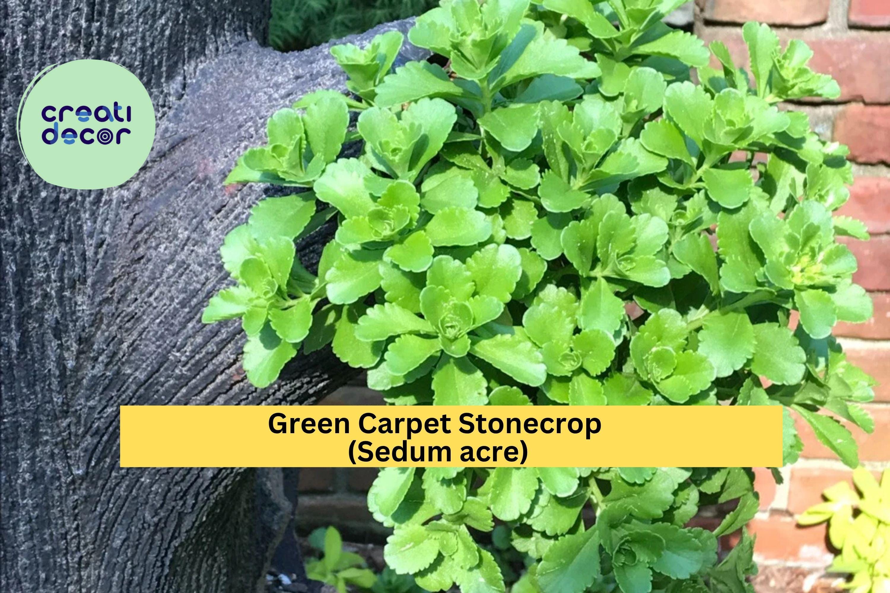 Green Carpet Stonecrop – 10 Live Sedum acre Plants, Hardy Golden Ground Cover for Rock Gardens, Path Edges, and Containers