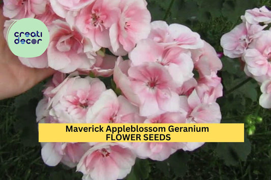 25+ Maverick Appleblossom Geranium Seeds – Soft Pink & White Blooms for Garden Planting, Bedding Container Gardens – USA