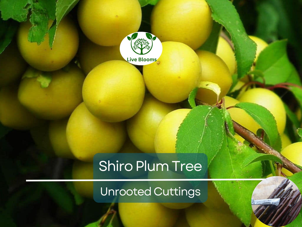 3 Shiro Plum Scions 6-10" Unrooted Cutting for Rooting or Grafting – Prunus salicina, Japanese Plum, Tree Scion, Plum Tree Propagation